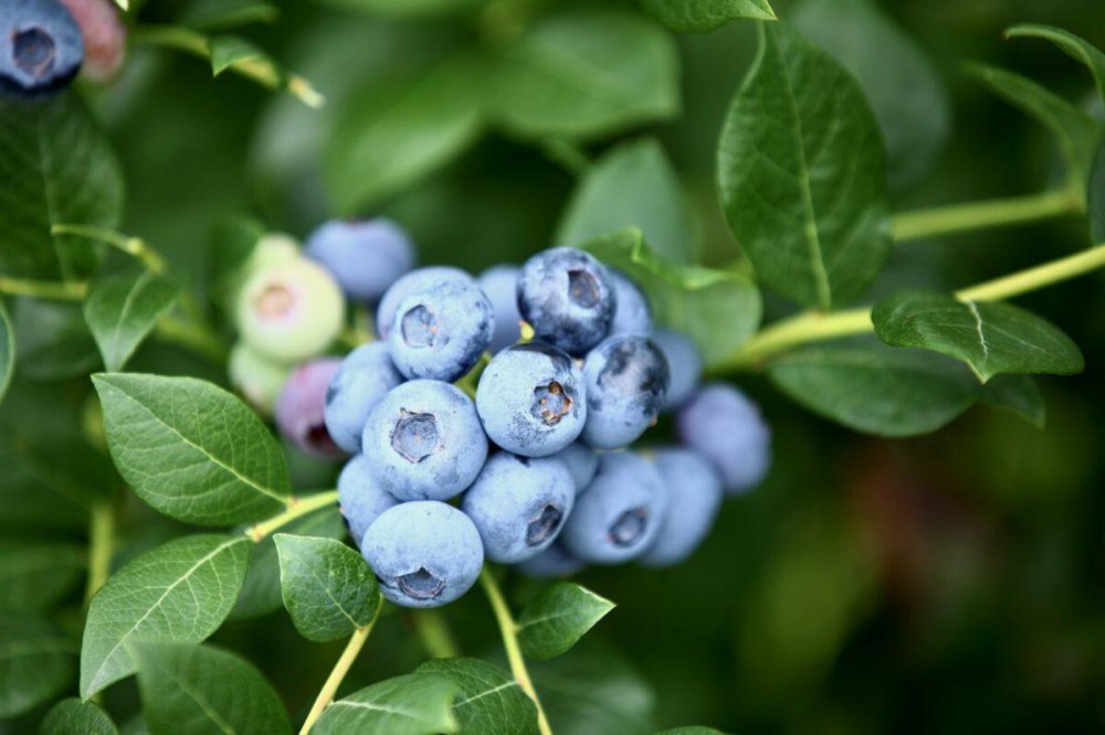 Myrtilles : la variété Tropical Blue séduit les producteurs au Maroc et en Espagne