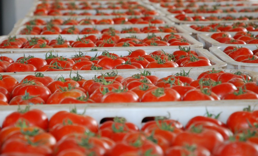 Nouveau record des exportations marocaines de tomates vers l’Irlande