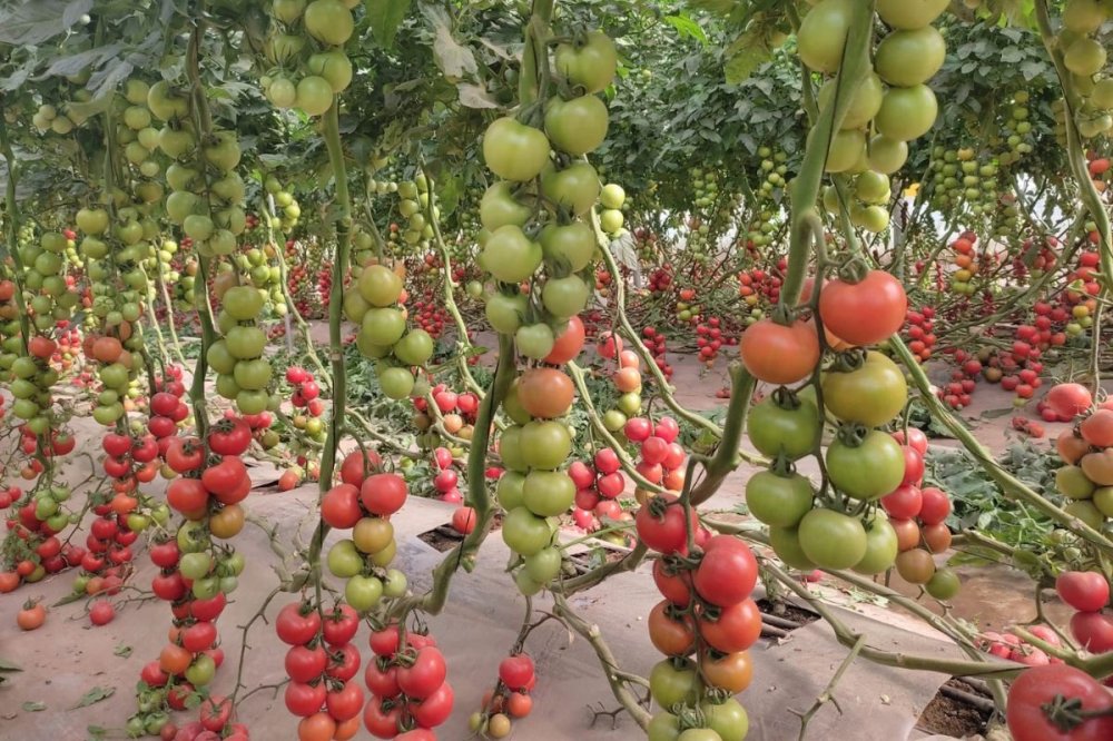 Tomates : la production en baisse, vers une flambée des prix pour le Ramadan ?