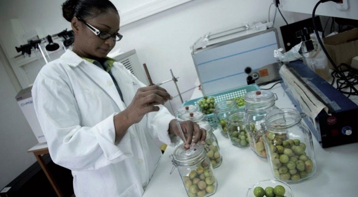 Changement climatique : nourrir le monde en 2050 tout en préservant la nature