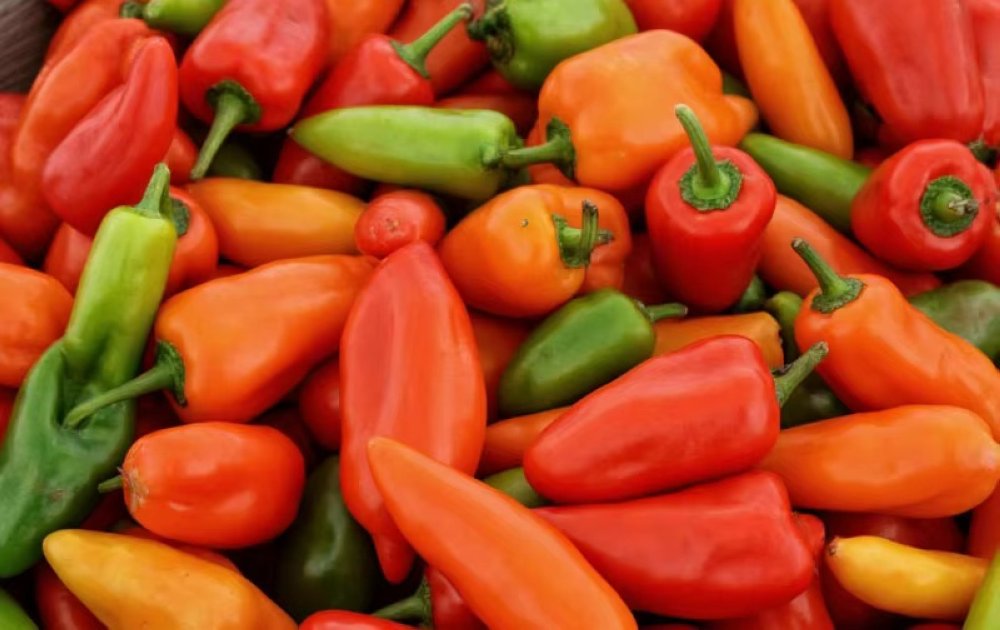 Export : les poivrons marocains poursuivent leur ascension malgré les défis climatiques