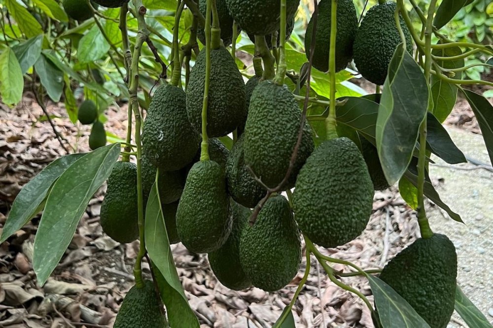 Prix en chute, récolte en pause... les producteurs marocains d’avocats attendent leur heure