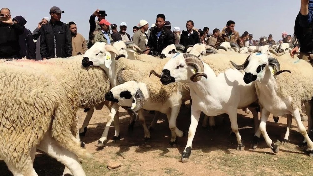 Reconstitution du cheptel : 32,8 millions de têtes recensées (El Bouari)